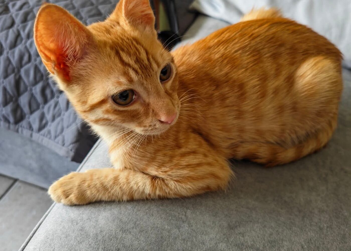 Gus, Chat à l’adoption