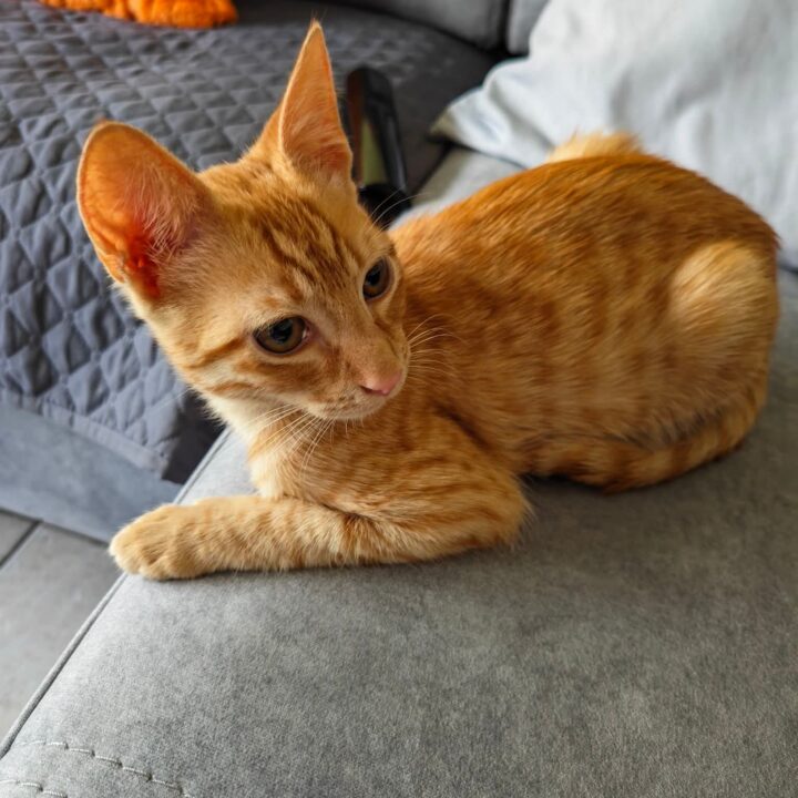 Gus