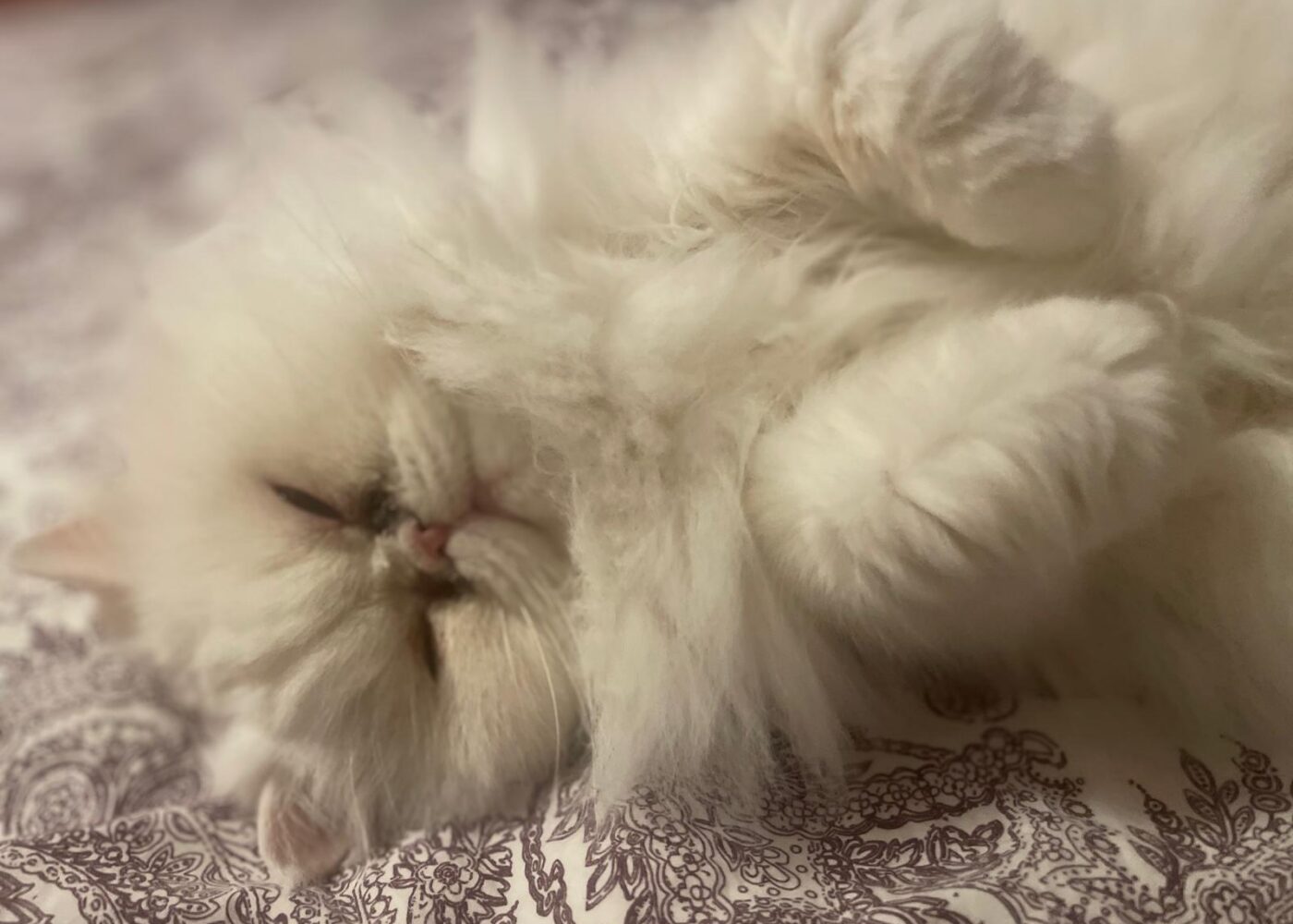 Snow, Chat à l’adoption