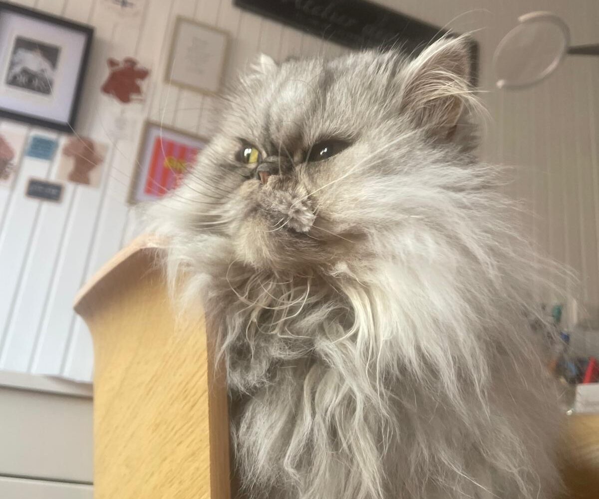 Pearl, Chat à l’adoption