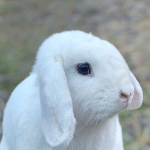 Neige