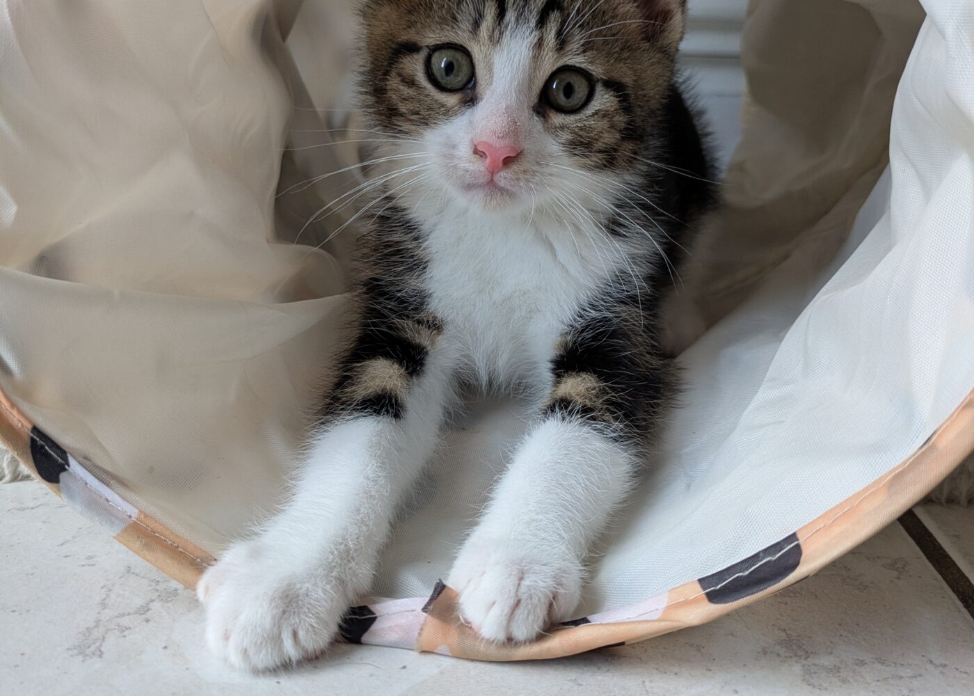 Bailey&rsquo;s, Chat à l’adoption
