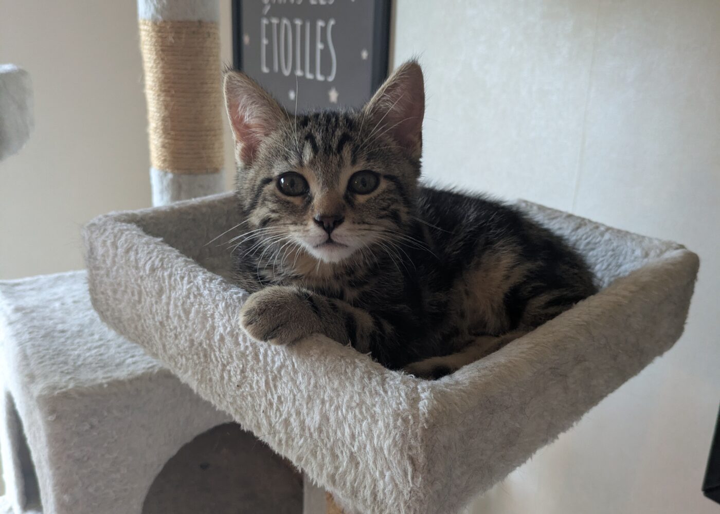 Boobies, Chat à l’adoption