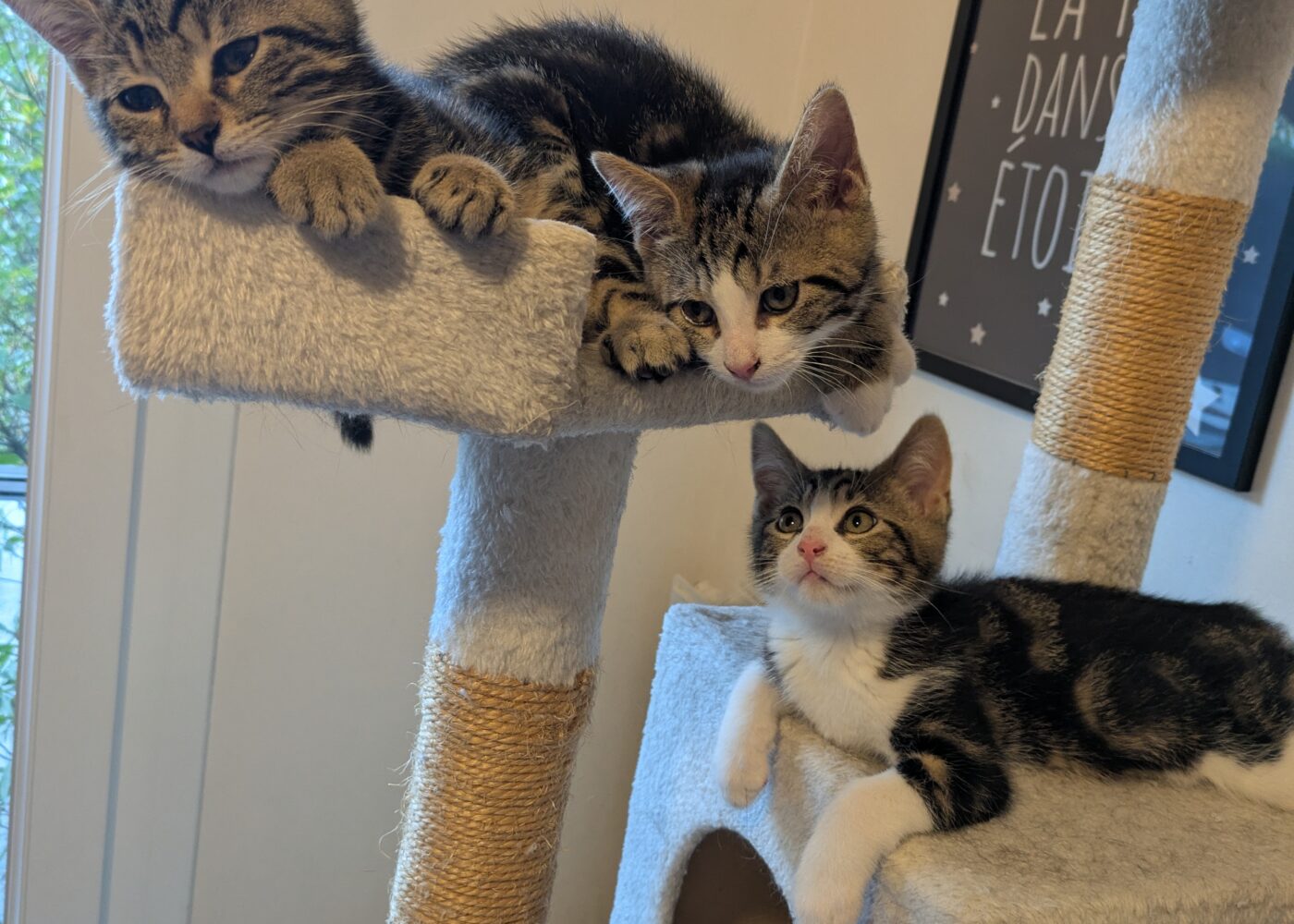 Binouze, Chat à l’adoption