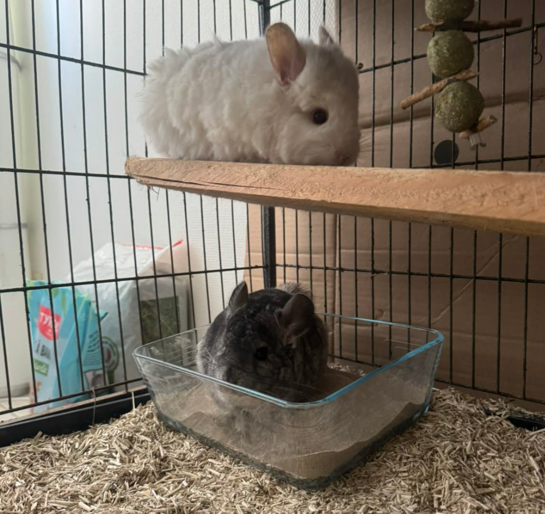 Plume et Plouf, NAC à l’adoption