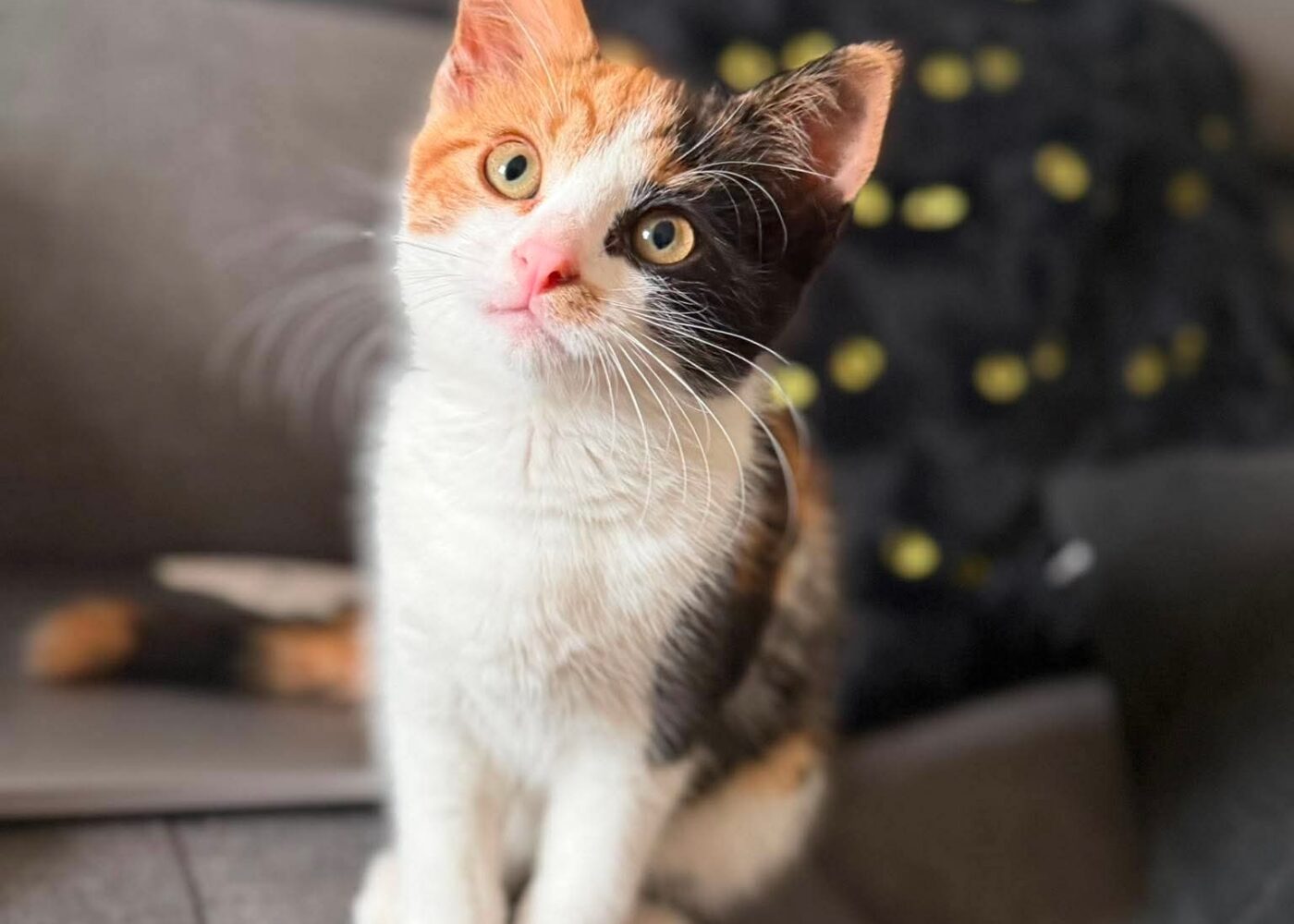 Bulma, Chat à l’adoption