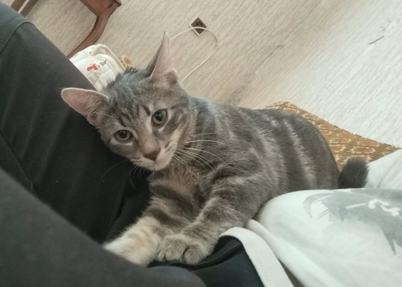 Bonnie et Billie, Chat à l’adoption