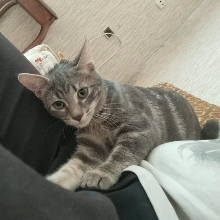 Bonnie et Billie, Chat à l’adoption