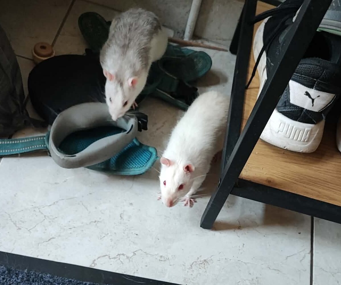 Oreo et Nox, NAC à l’adoption