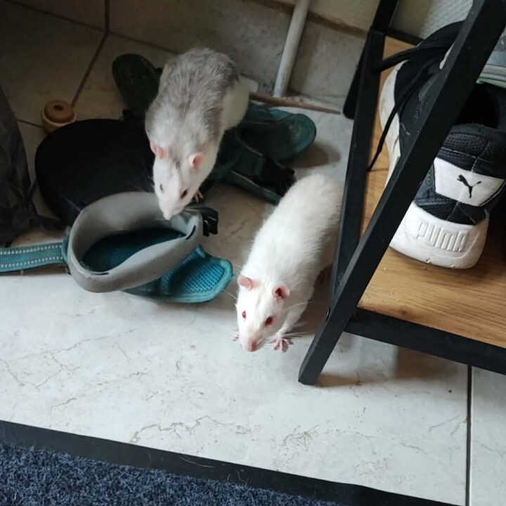 Oreo et Nox, NAC à l’adoption