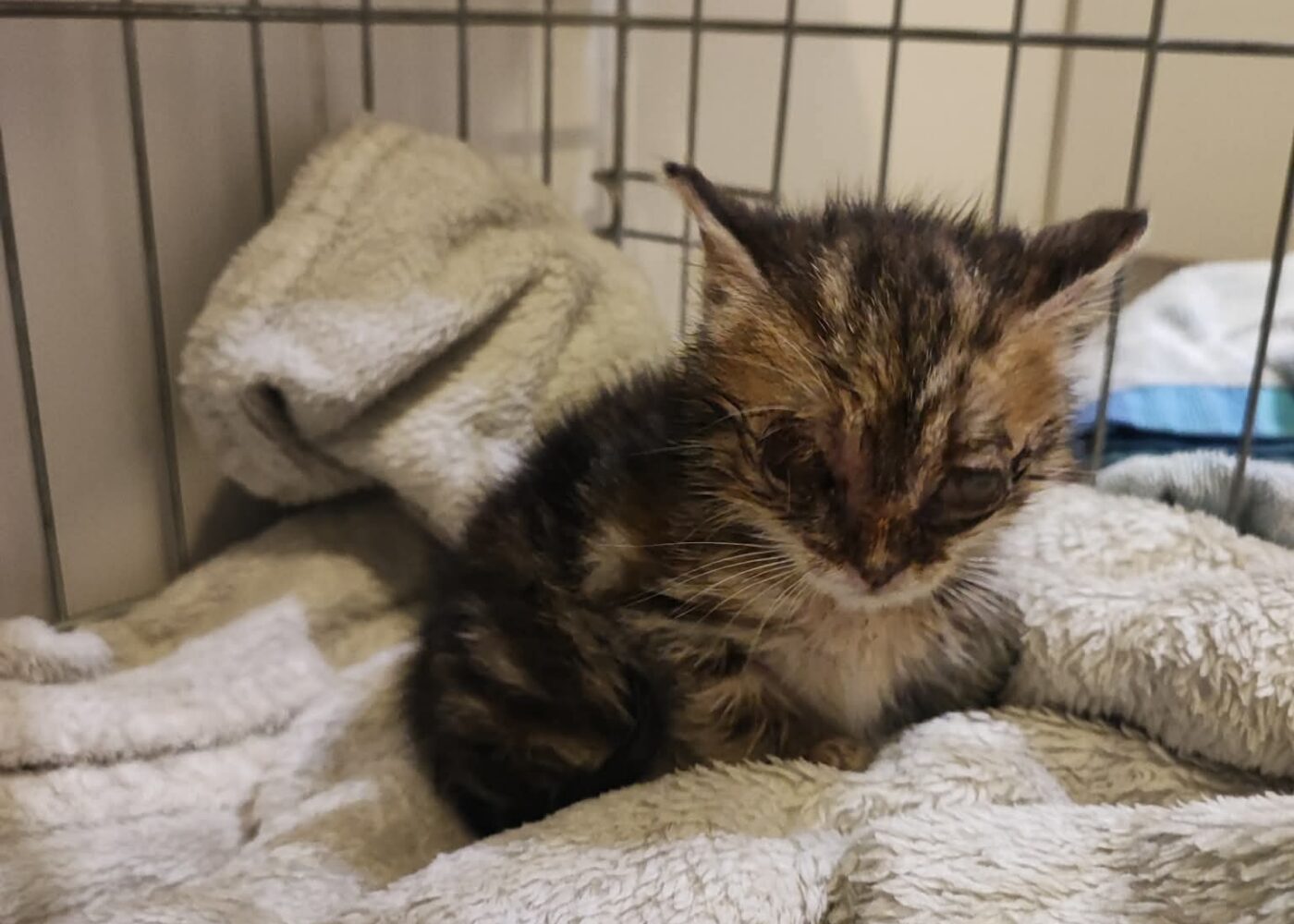 Bueno, Chat à l’adoption