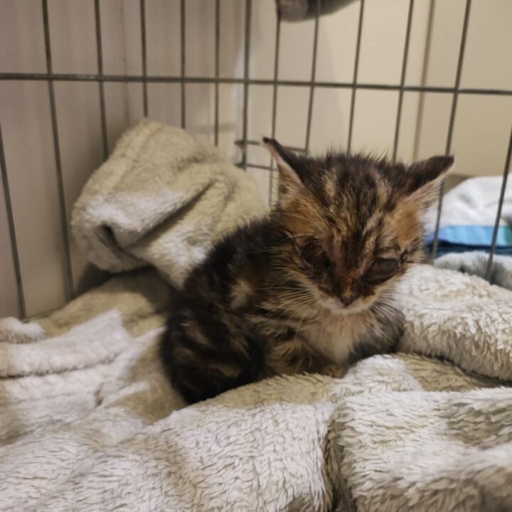 Bueno, Chat à l’adoption